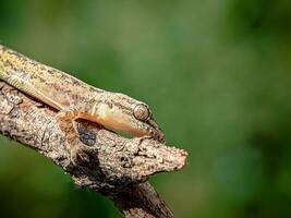 lagarto em uma árvore ramo. fechar acima. foto