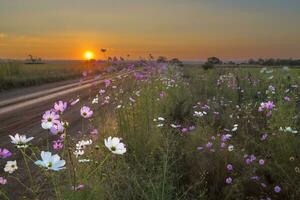 cosmos flores Próximo para a estrada às pôr do sol foto