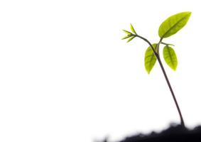 folhas de broto de planta jovem semeando na floresta foto