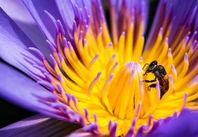 abelha na pétala azul e pólen amarelo do lírio d'água foto