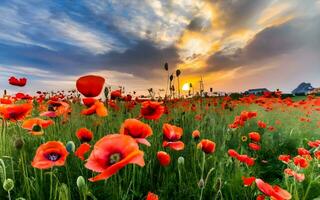 ai gerado uma campo do papoilas dentro cheio flor foto