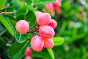 feche a fruta karonda na árvore foto