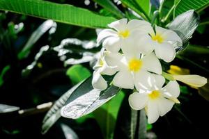 flor de plumeria na árvore foto