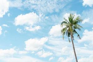 palmeira de coco e fundo de céu azul com espaço de cópia foto