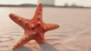 estrelas do mar em a cidade de praia foto