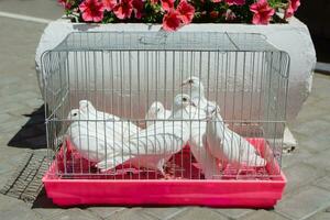 branco pombas sentar dentro a ferro cela foto