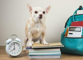 Castanho chihuahua cachorro em pé com pilha do livros, alarme relógio 8 horas e escola mochila em de madeira chão e branco fundo. costas para escola foto