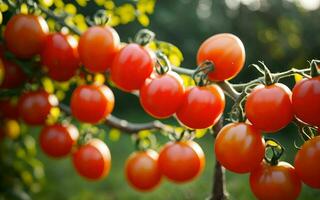 ai gerado generoso colheita vibrante tomates em linha reta a partir de a jardim ai gerado foto