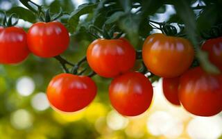 ai gerado generoso colheita vibrante tomates em linha reta a partir de a jardim ai gerado foto