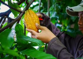 mãos de close-up de um agricultor de cacau usam tesouras de poda para cortar as vagens de cacau ou frutos de cacau amarelo maduro da árvore de cacau. colheita que o negócio de cacau agrícola produz. foto