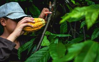 cacau agricultor usar poda tesoura de jardim para cortar a cacau vagens ou fruta maduro amarelo cacau a partir de a cacau árvore. colheita a agrícola cacau o negócio produz. foto