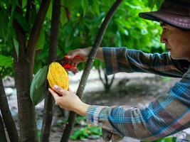 cacau agricultor usar poda tesoura de jardim para cortar a cacau vagens ou fruta maduro amarelo cacau a partir de a cacau árvore. colheita a agrícola cacau o negócio produz. foto