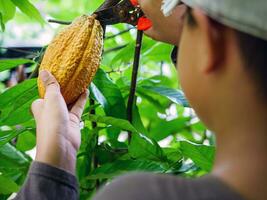 mãos de close-up de um agricultor de cacau usam tesouras de poda para cortar as vagens de cacau ou frutos de cacau amarelo maduro da árvore de cacau. colheita que o negócio de cacau agrícola produz. foto