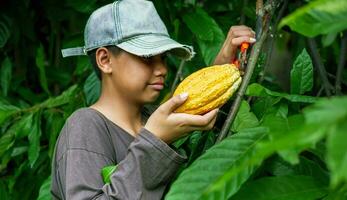 mãos de close-up de um agricultor de cacau usam tesouras de poda para cortar as vagens de cacau ou frutos de cacau amarelo maduro da árvore de cacau. colheita que o negócio de cacau agrícola produz. foto