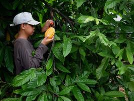 cacau agricultor usar poda tesoura de jardim para cortar a cacau vagens ou fruta maduro amarelo cacau a partir de a cacau árvore. colheita a agrícola cacau o negócio produz. foto