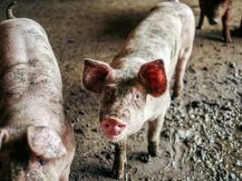 criador porco com sujo corpo, fechar-se do porco corpo.grande porco em uma Fazenda dentro uma chiqueiro, jovem grande doméstico porco às animal Fazenda dentro de casa foto