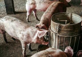 sujo porcos em a Fazenda estão comendo comida.porcos comendo suínos porco alimentação dentro uma Fazenda foto