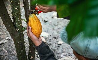 cacau agricultor usar poda tesoura de jardim para cortar a cacau vagens ou fruta maduro amarelo cacau a partir de a cacau árvore. colheita a agrícola cacau o negócio produz. foto