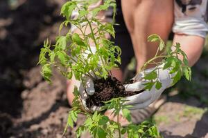 a velho mulher plantas mudas do tomates dentro dela jardim foto