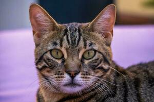 fechar-se do cabeça do malhado gato olhando às Câmera em tolet cor fundo. foto