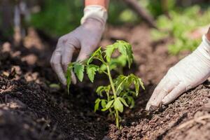 a velho mulher plantas mudas do tomates dentro dela jardim foto