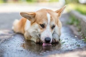 corgi procriar cachorro bebendo água a partir de uma poça em a estrada foto