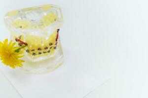 artificial mandíbulas com aparelho ortodôntico, que mordeu uma dente de leão foto
