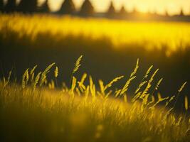 ai gerado abstrato suave foco pôr do sol campo panorama do amarelo flores e Relva Prado caloroso dourado hora pôr do sol nascer do sol tempo. tranquilo Primavera verão natureza fechar-se e borrado floresta fundo. foto