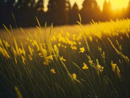 ai gerado abstrato suave foco pôr do sol campo panorama do amarelo flores e Relva Prado caloroso dourado hora pôr do sol nascer do sol tempo. tranquilo Primavera verão natureza fechar-se e borrado floresta fundo. foto