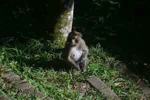 retrato fechar-se do uma jovem cinomolgo macaco olhando diretamente para dentro a Câmera, a floresta tropical difuso dentro a fundo. foto