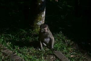 Fundo Macaco Está Olhando Diretamente Para A Câmera Fundo, Foto De