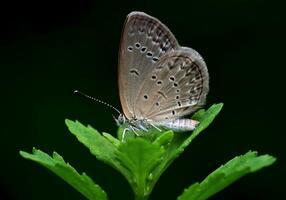 lindo borboleta dentro natureza, natureza imagens, beleza dentro natureza, frescor, fotografia foto