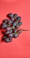 retrato do recentemente escolhido vitis vinifera frutas a partir de a jardim, fotografado a partir de uma Alto ângulo Visão e isolado em uma vermelho fundo foto