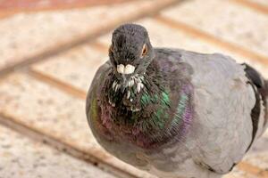 uma Pombo com uma verde e roxa cabeça foto