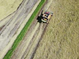 arroz colheitadeira, agrícola maquinaria é trabalhando dentro a arroz campo. aéreo fotografia foto