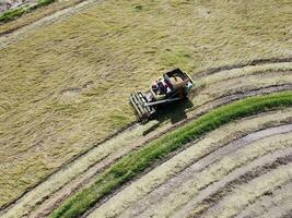 arroz colheitadeira, agrícola maquinaria é trabalhando dentro a arroz campo. aéreo fotografia foto