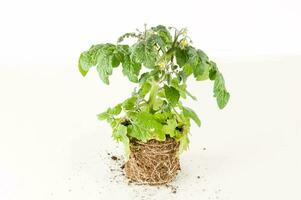 uma tomate plantar dentro uma Panela com sujeira e solo foto