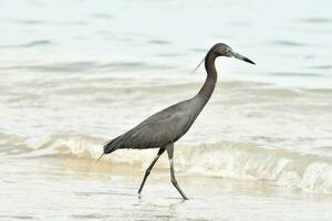 uma pássaro caminhando ao longo a de praia perto a água foto