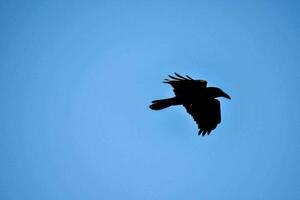 uma Preto pássaro vôo dentro a azul céu foto