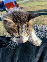 brincalhão gatinho descobrir a mundo por aí dela foto