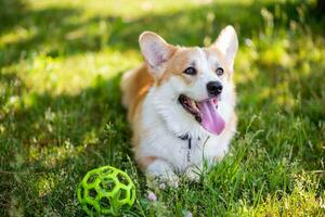 corgi cachorro deitado em a gramado com uma bola durante a dia foto