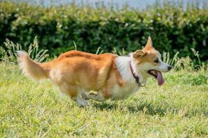 cachorro raças corgi corre fora em uma andar foto