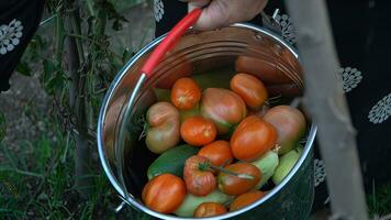 tomates e abobrinha dentro uma balde. seletivo foco. foto