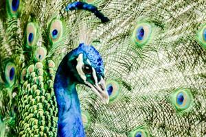 uma pavão é mostrando com Está penas espalhar Fora foto