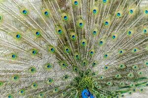 uma pavão é mostrando com Está penas espalhar Fora foto