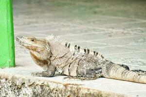 grande lagarto dentro a selvagem foto