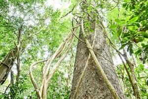 uma ampla árvore com videiras crescendo acima a tronco foto