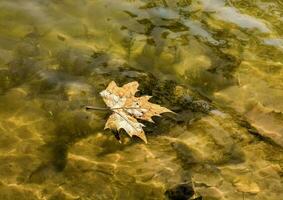 uma folha flutuando dentro a água em uma lago foto