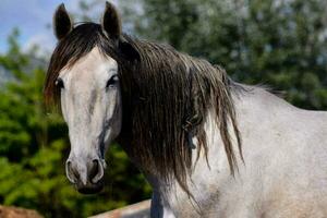 uma cavalo com grandes cabelo em pé dentro uma campo foto