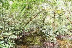 uma corrente dentro a selva com grande quantidade do plantas foto